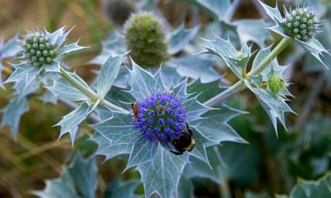 Eryngium aquaticum (Эрингиум акватикум) – синеголовник водяной