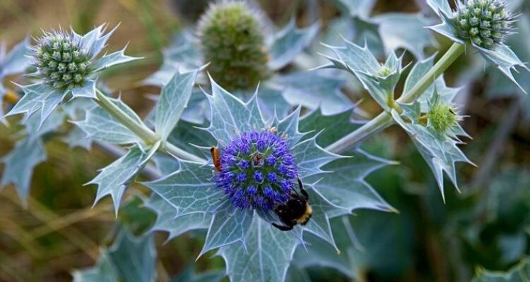 Eryngium aquaticum (Эрингиум акватикум) – синеголовник водяной