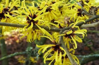 Hamamelis virginica (Гамамелис) - гамамелис виргинский
