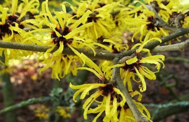 Hamamelis virginica (Гамамелис) - гамамелис виргинский