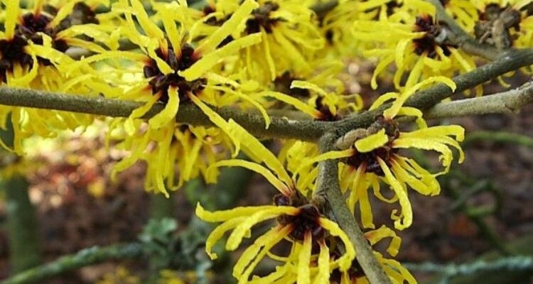 Hamamelis virginica (Гамамелис) - гамамелис виргинский