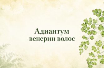Адиантум венерин волос лекарственное растение