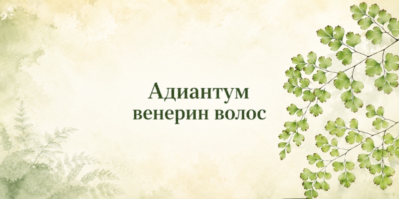 Адиантум венерин волос лекарственное растение