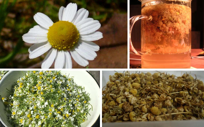 Применение для горла, кожи и пищеварения