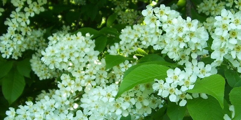 Черемуха обыкновенная